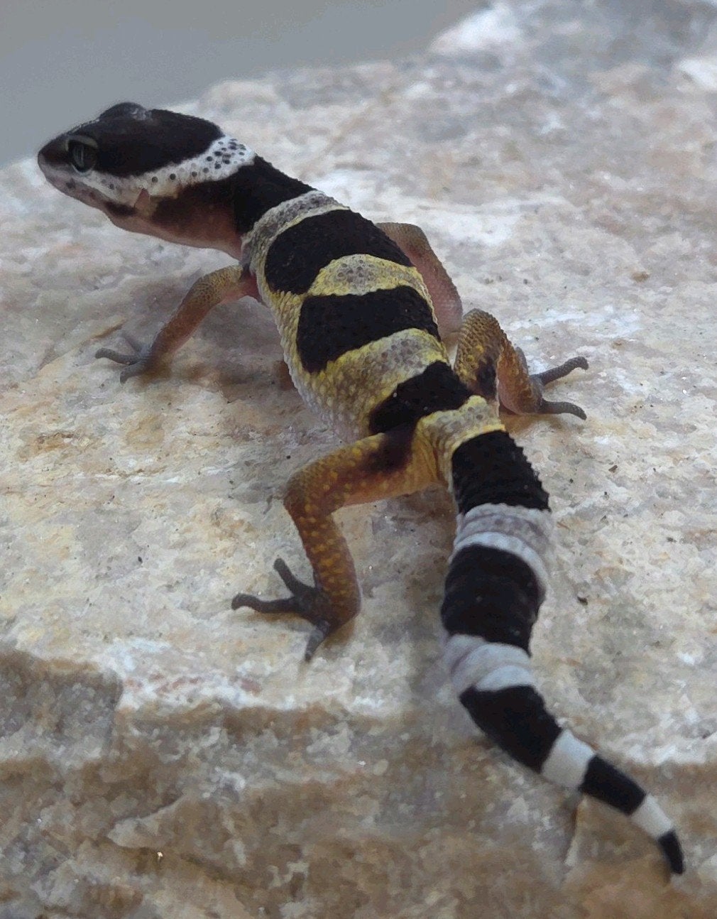 Luipaardgekko Leopard Gecko photo 2