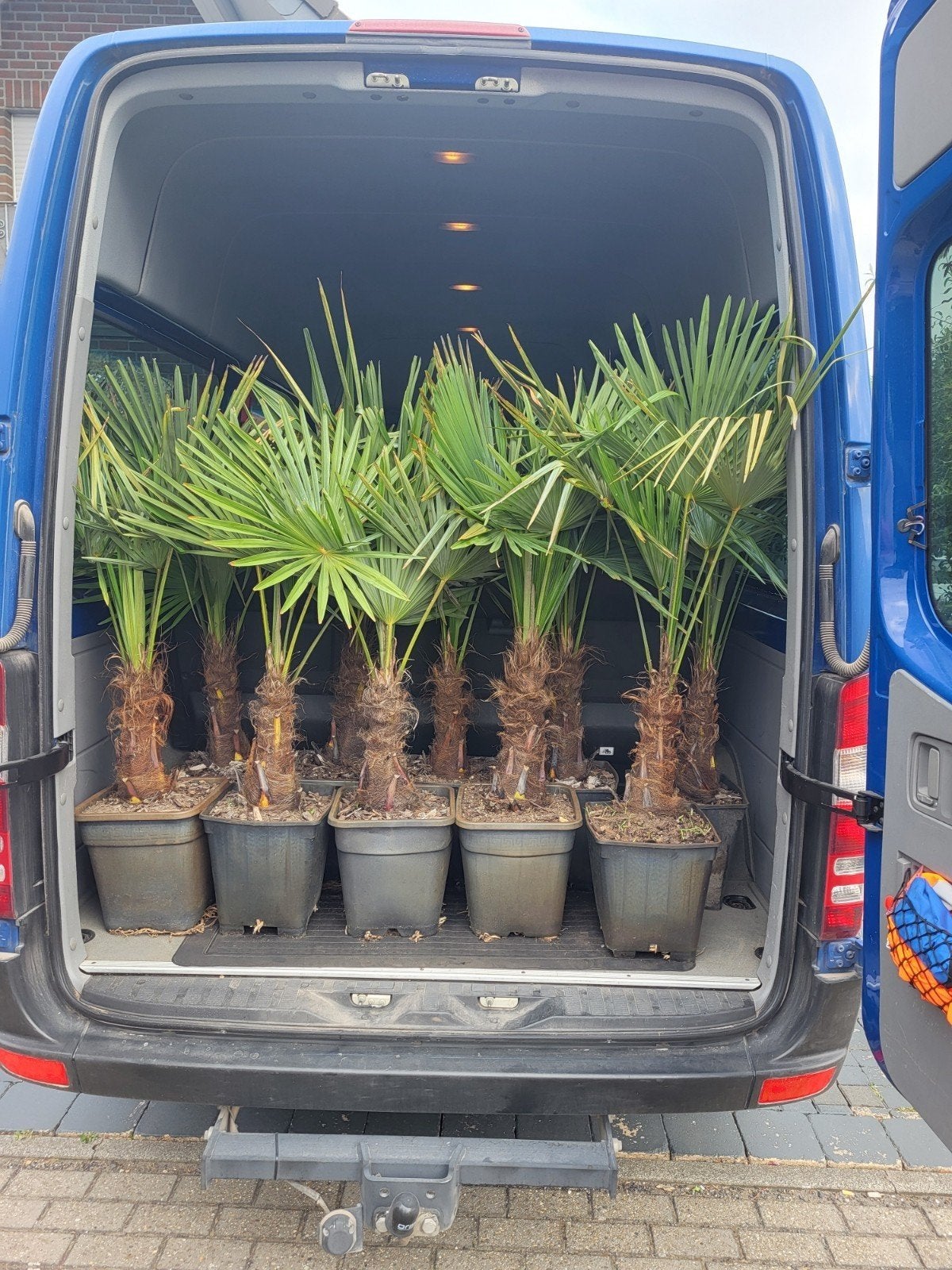 Chinese waaierpalmen (Trachycarpus fortunei) te koop, Volle zon, Vaste plant, Bloeit niet, Ophalen