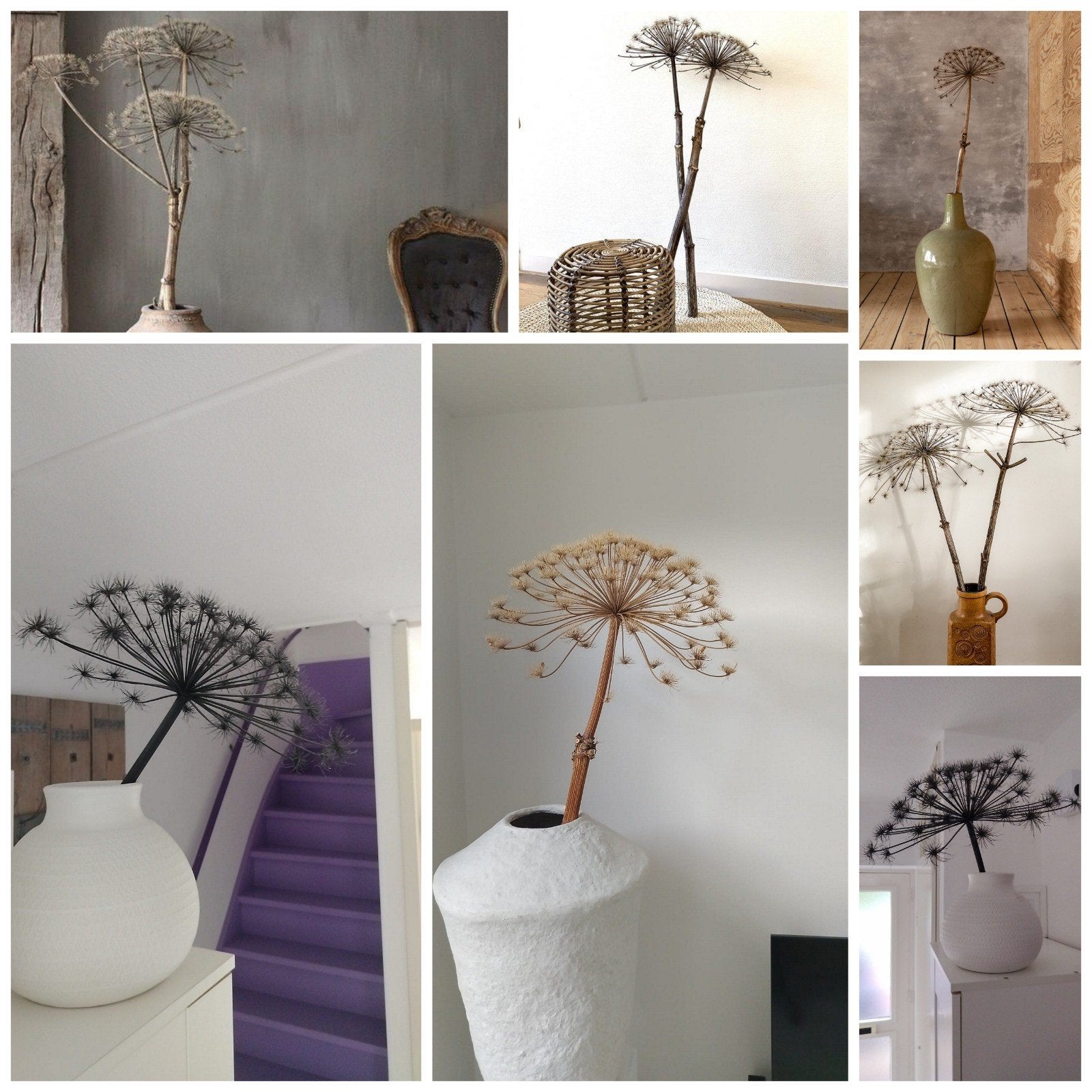 Decoratieve gedroogde berenklauwen - naturel of zwart, Ophalen, Nieuw, Meerkleurig, Natuurlijk materiaal