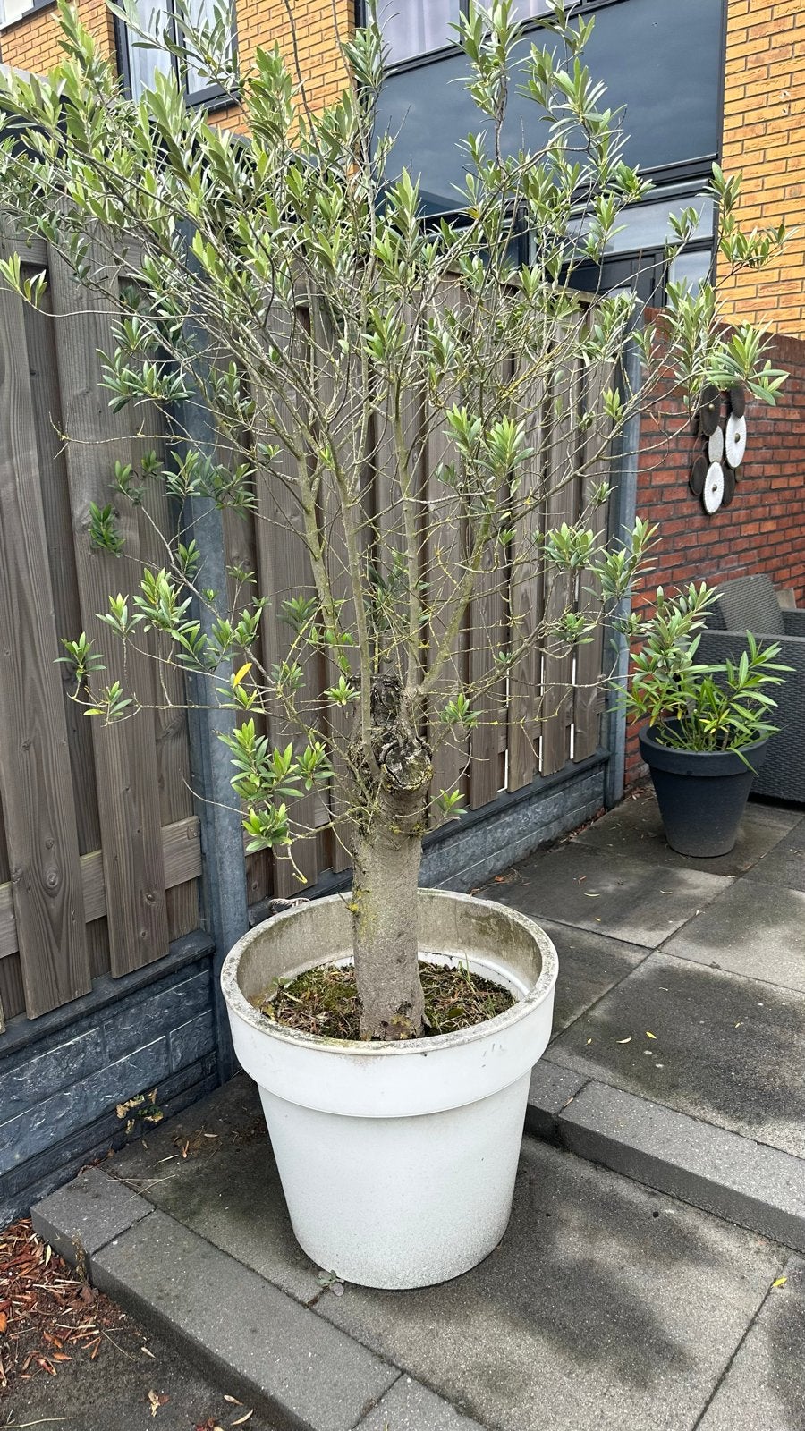 2 Olijfbomen met pot, Tuin en Terras, Volle zon, Vaste plant, Bloeit niet, Ophalen