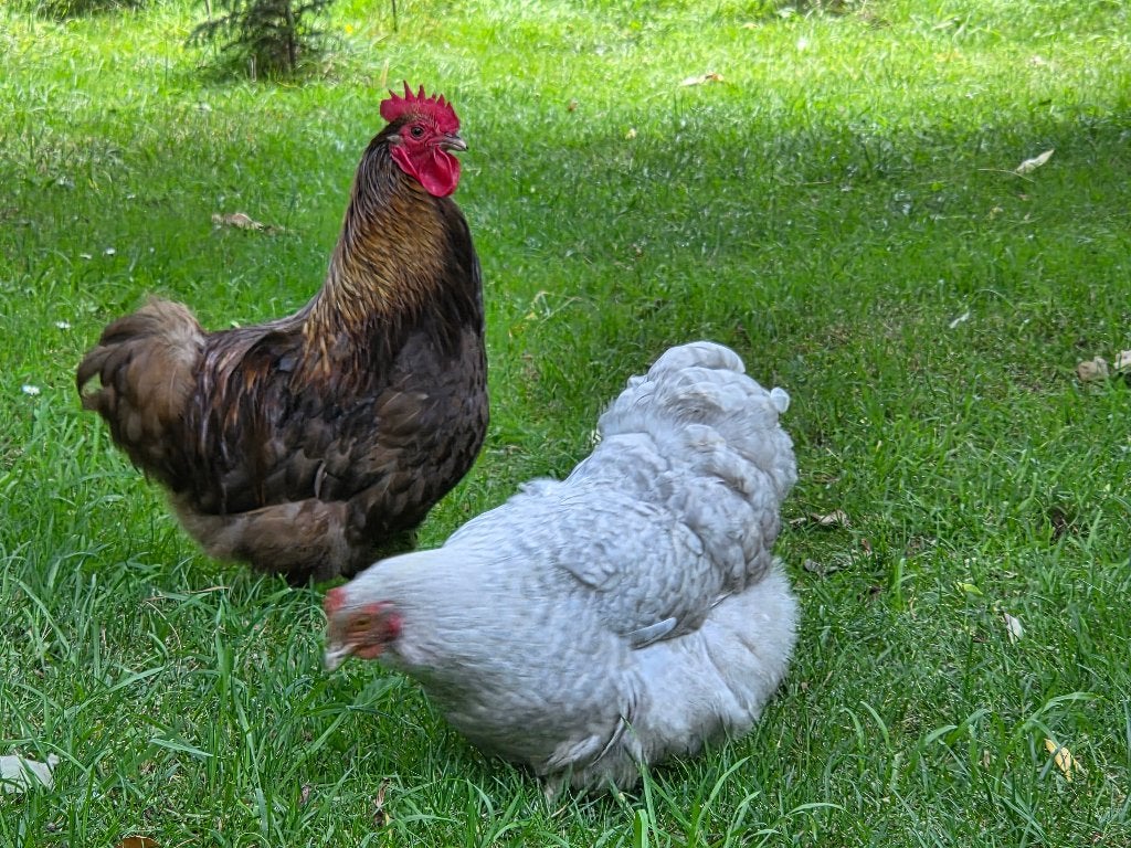 Orpington krielen, Dieren en Toebehoren, Pluimvee, Meerdere dieren, Kip
