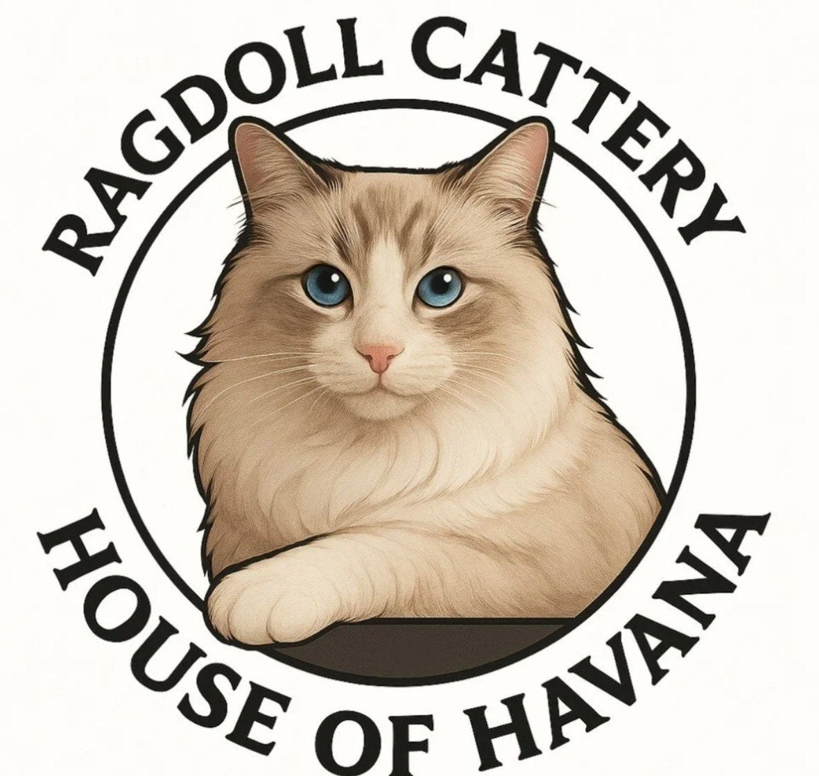 Wij verwachten 13 november Ragdoll kittens met stamboom., Geslacht onbekend, Met stamboom