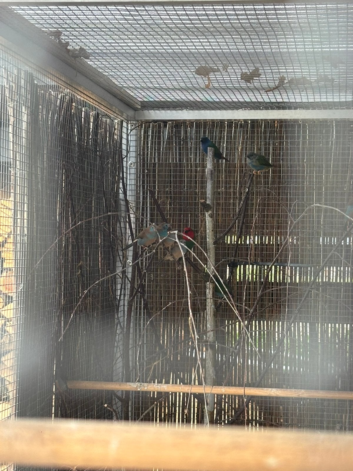 roodwang blauwfazantjes te koop, Meerdere dieren, Tropenvogel, Geringd