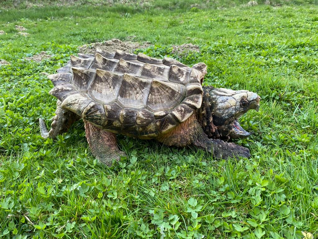 Op zoek naar Steenotherus minor, Claudius, Macrochelys, Dieren en Toebehoren, Reptielen en Amfibieën