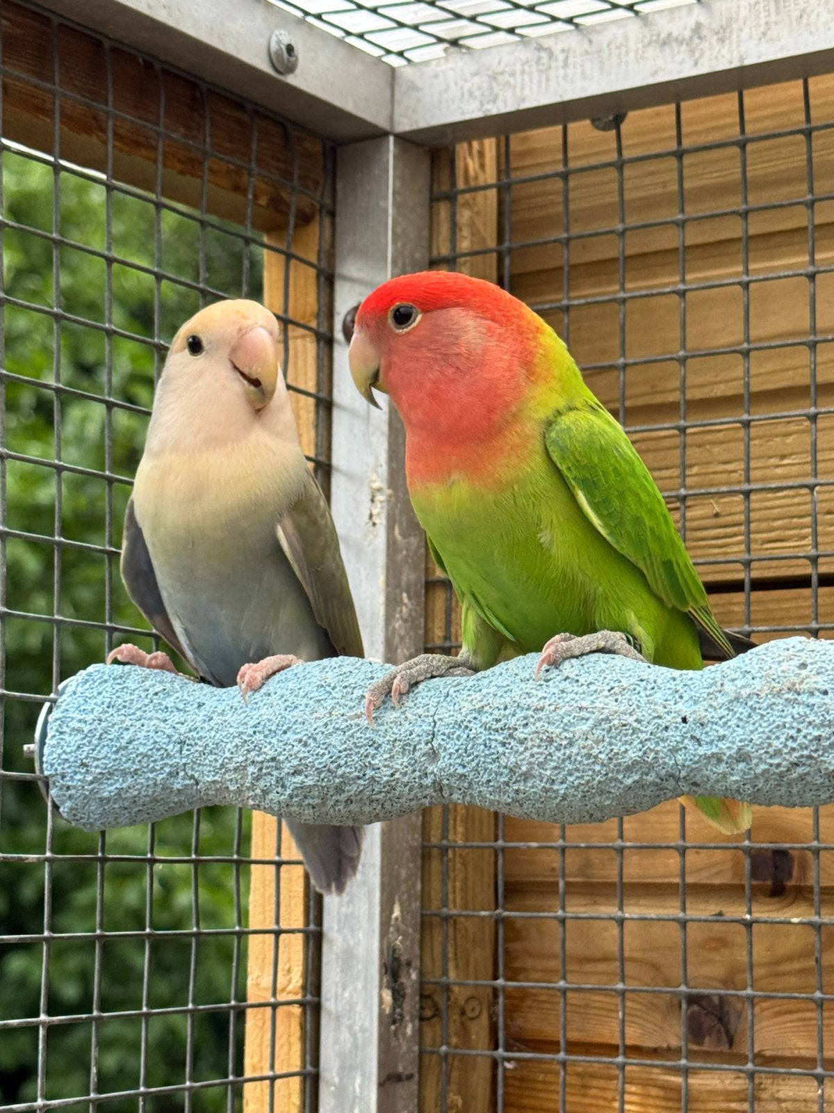 Koppel Agapornis roseicollie dwergpapegaai, Dieren en Toebehoren, Meerdere dieren, Dwergpapegaai of Agapornis