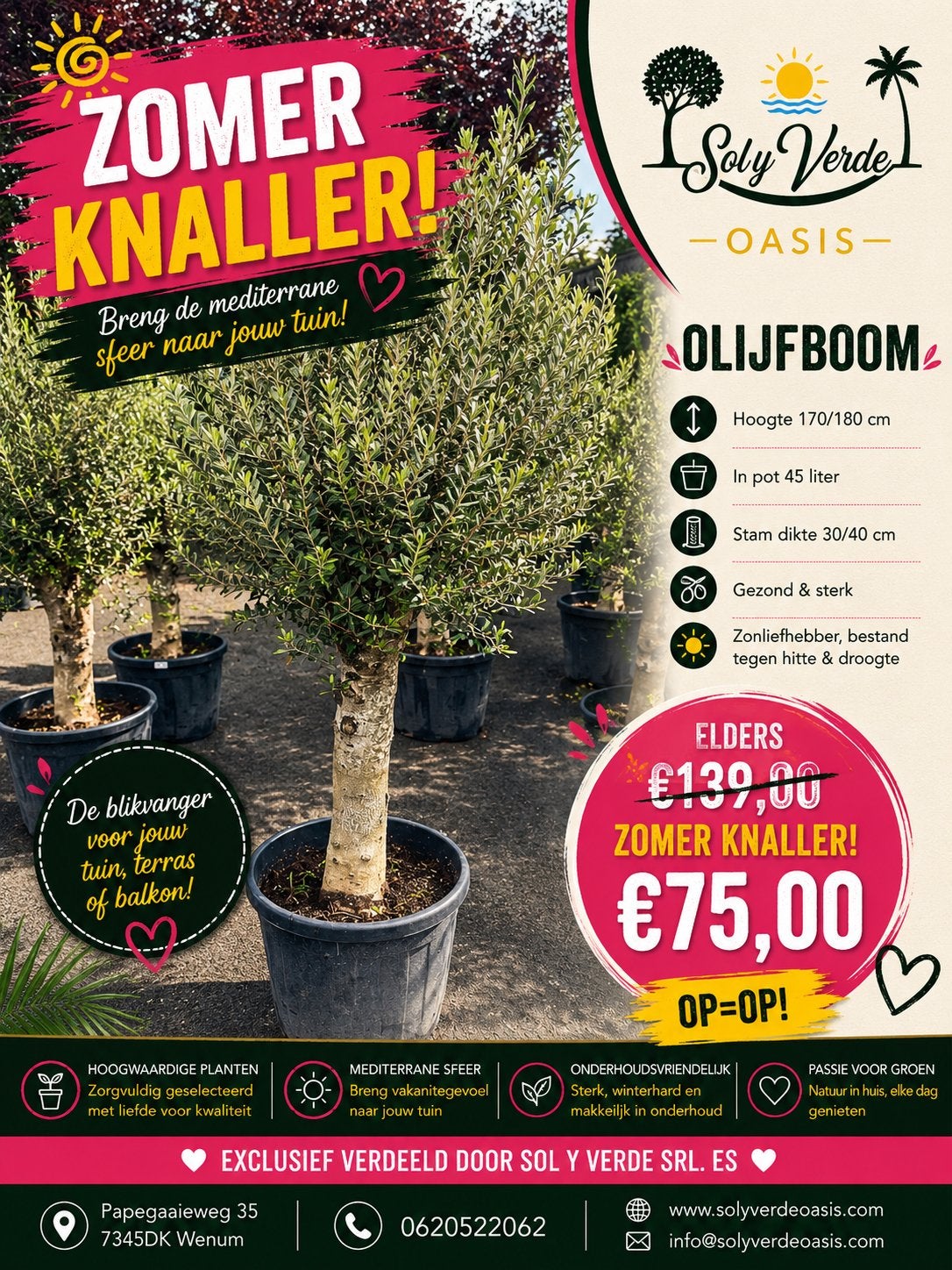 Olijfboom - Zomer Knaller! Breng de mediterrane sfeer, Tuin en Terras, Planten | Bomen, Lente, 100 tot 250 cm, Olijfboom, Ophalen
