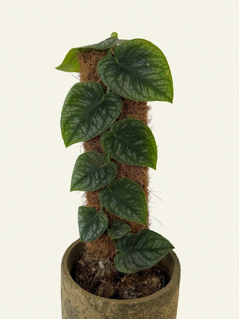 Monstera Dubia, Ophalen of Verzenden, Halfschaduw, Minder dan 100 cm