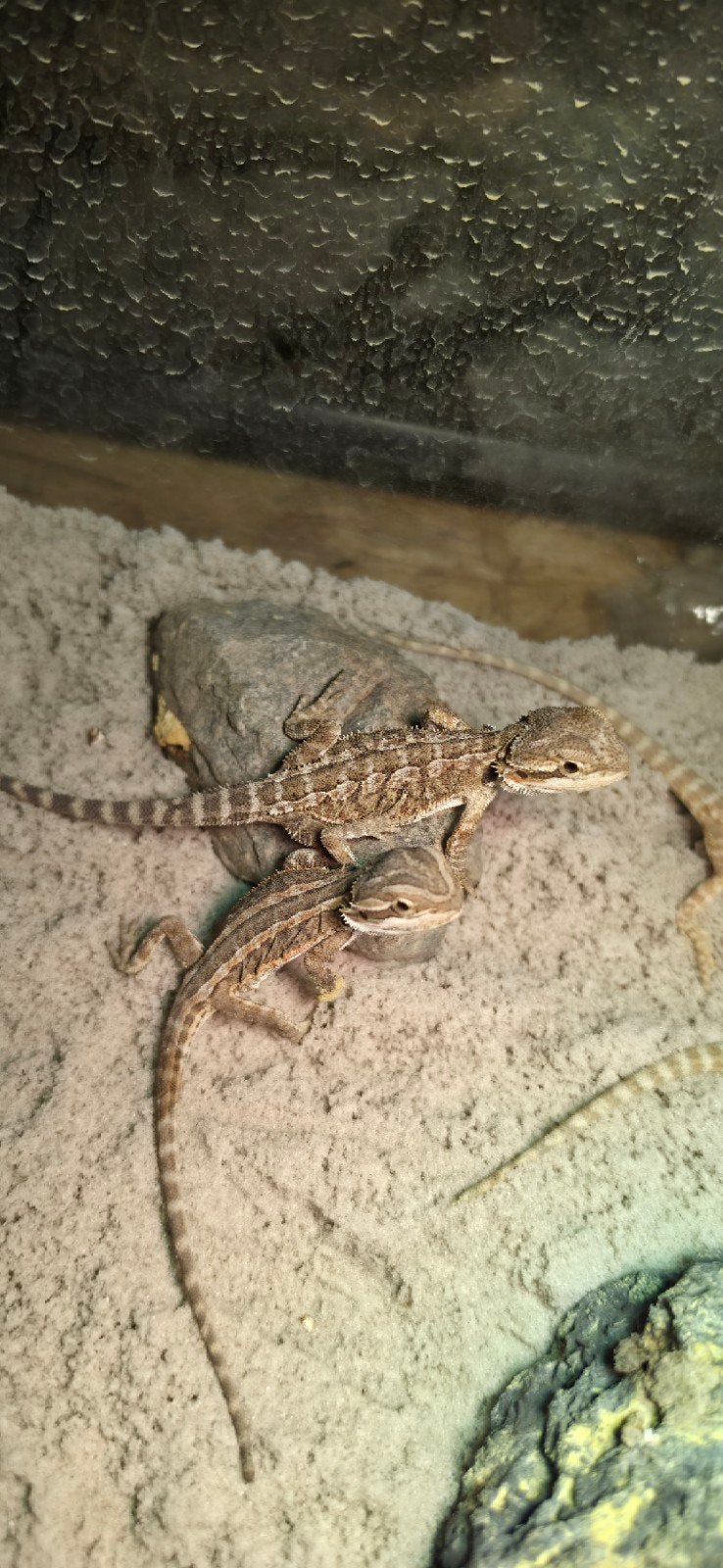 baardagaam jongen, laatste aantal Bearded Dragon photo 3