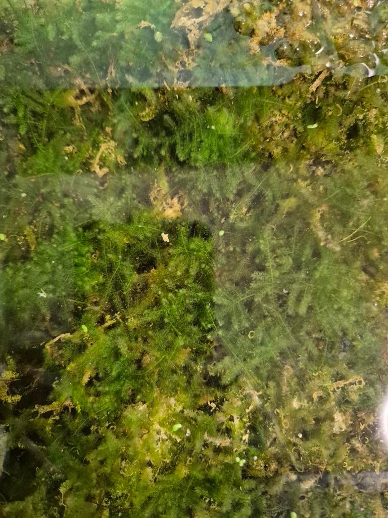 Christmas mos, Ophalen, Zo goed als nieuw, Plant(en), Steen of Hout