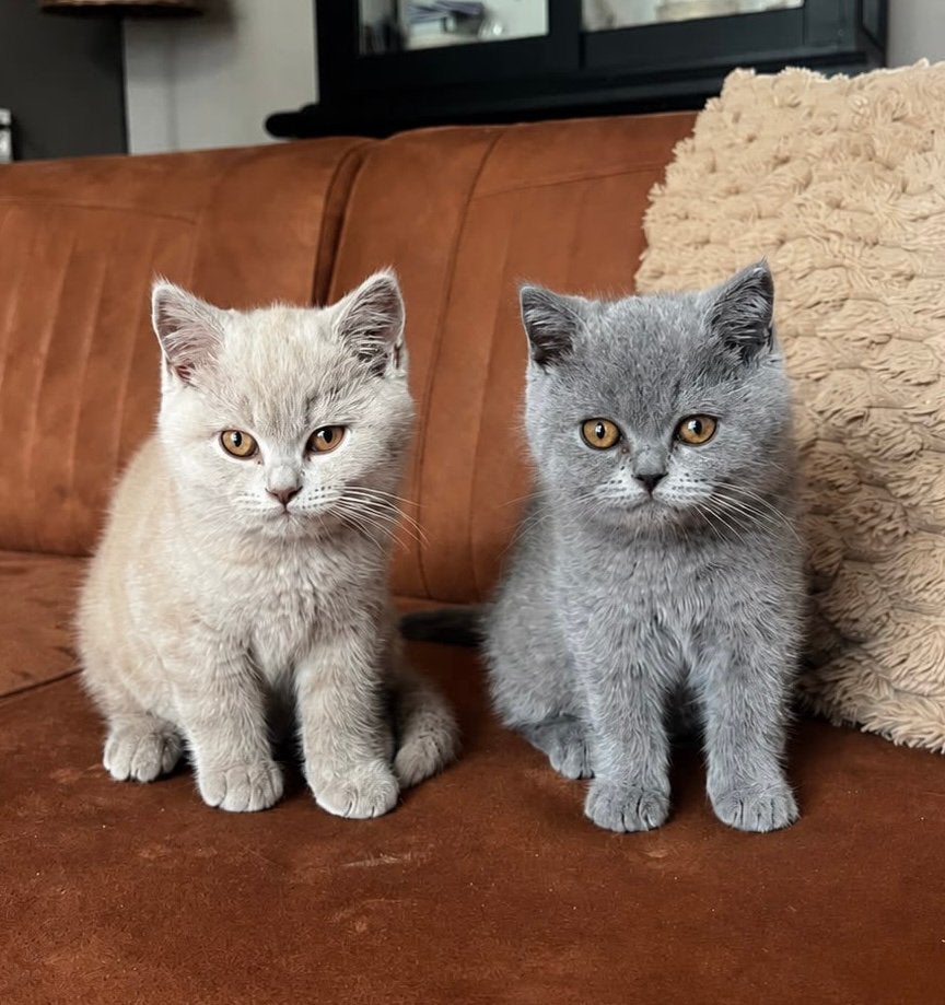 Britse korthaar kittens, kleur Bleu en Fawn, Dieren en Toebehoren, Katten en Kittens | Raskatten | Korthaar, Meerdere dieren, Ontwormd