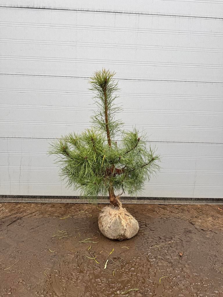 Pinus Sylvestris | 80 , 100 en 120/+ cm, Tuin en Terras, Planten | Tuinplanten, Ophalen, Bloeit niet, Overige soorten, Volle zon