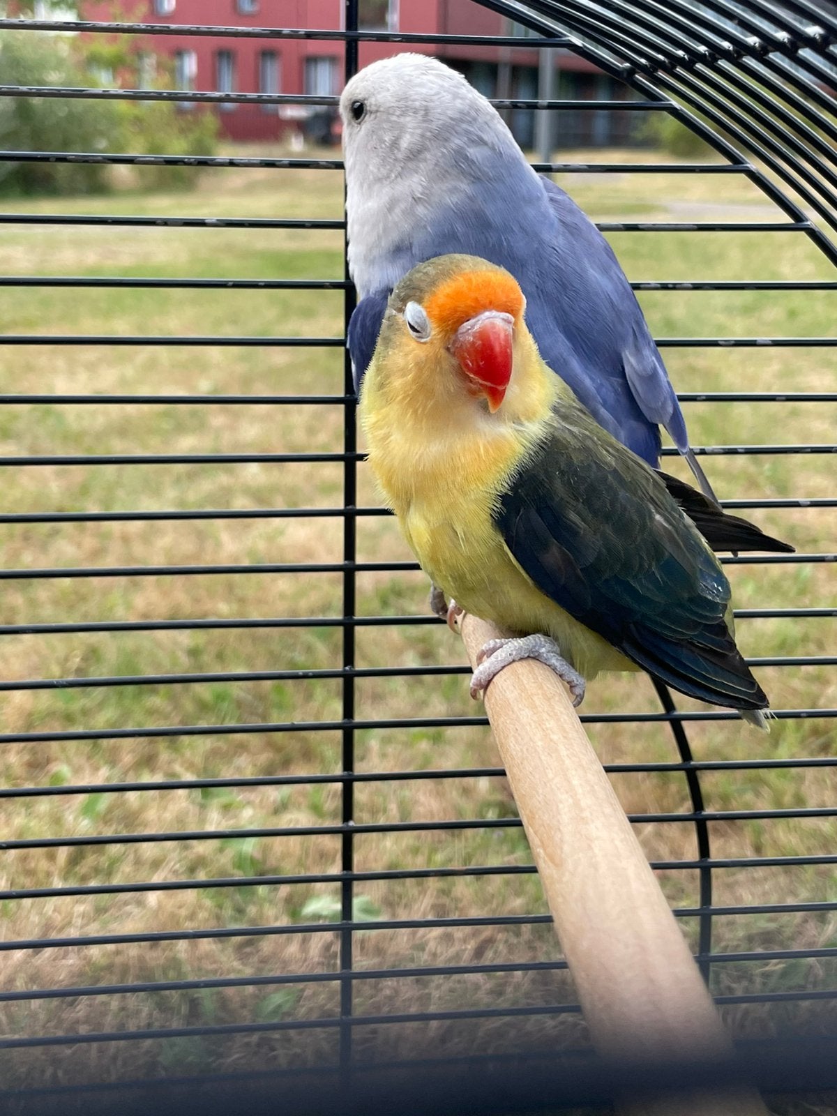 Lieve Agapornis Dwergpapegaai Fischerie Roseicolle Personata, Meerdere dieren, Dwergpapegaai of Agapornis, Geringd