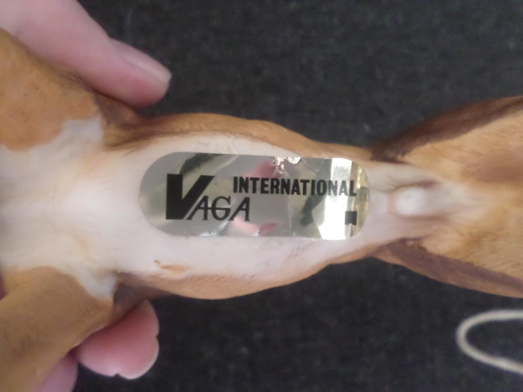 goebel of vaga, Ophalen of Verzenden, Zo goed als nieuw, Dier