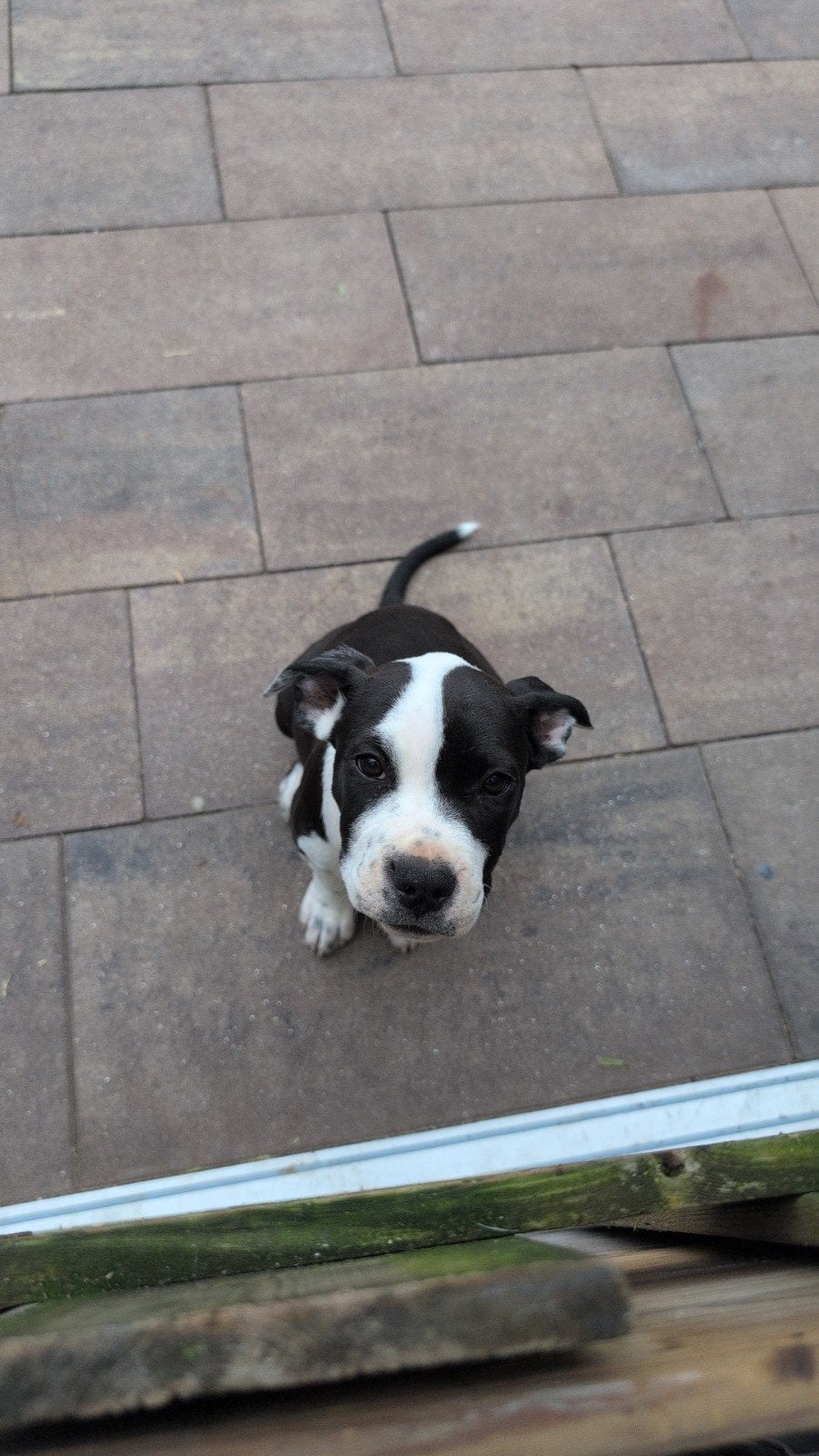 Amerikaanse Stafford pups, 8 tot 15 weken, American Staffordshire Terriër, Teef, Meerdere