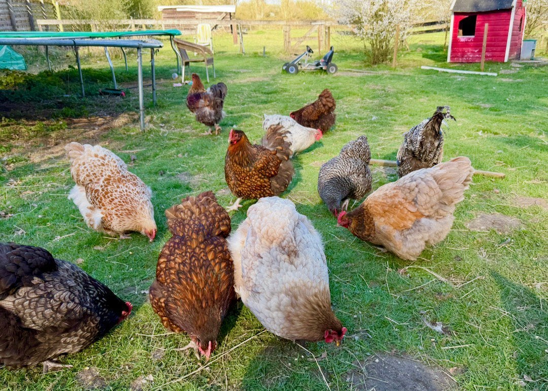 Broedeieren hobby Orpington, Dieren en Toebehoren, Pluimvee, Geslacht onbekend, Kip