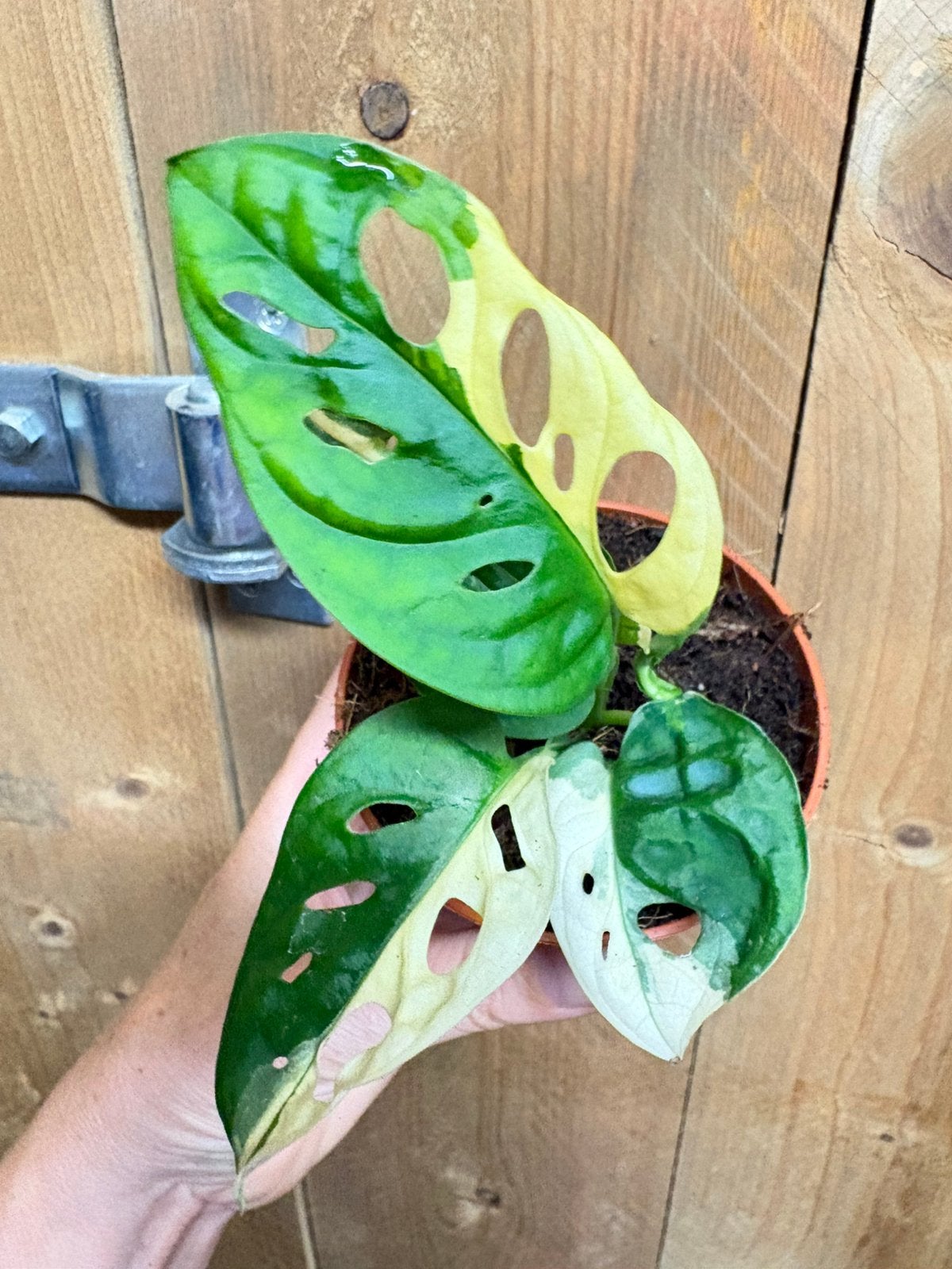 Monstera adansonii variegata plant albo white wit halfmoon, Huis en Inrichting, Kamerplanten, Ophalen of Verzenden, Halfschaduw