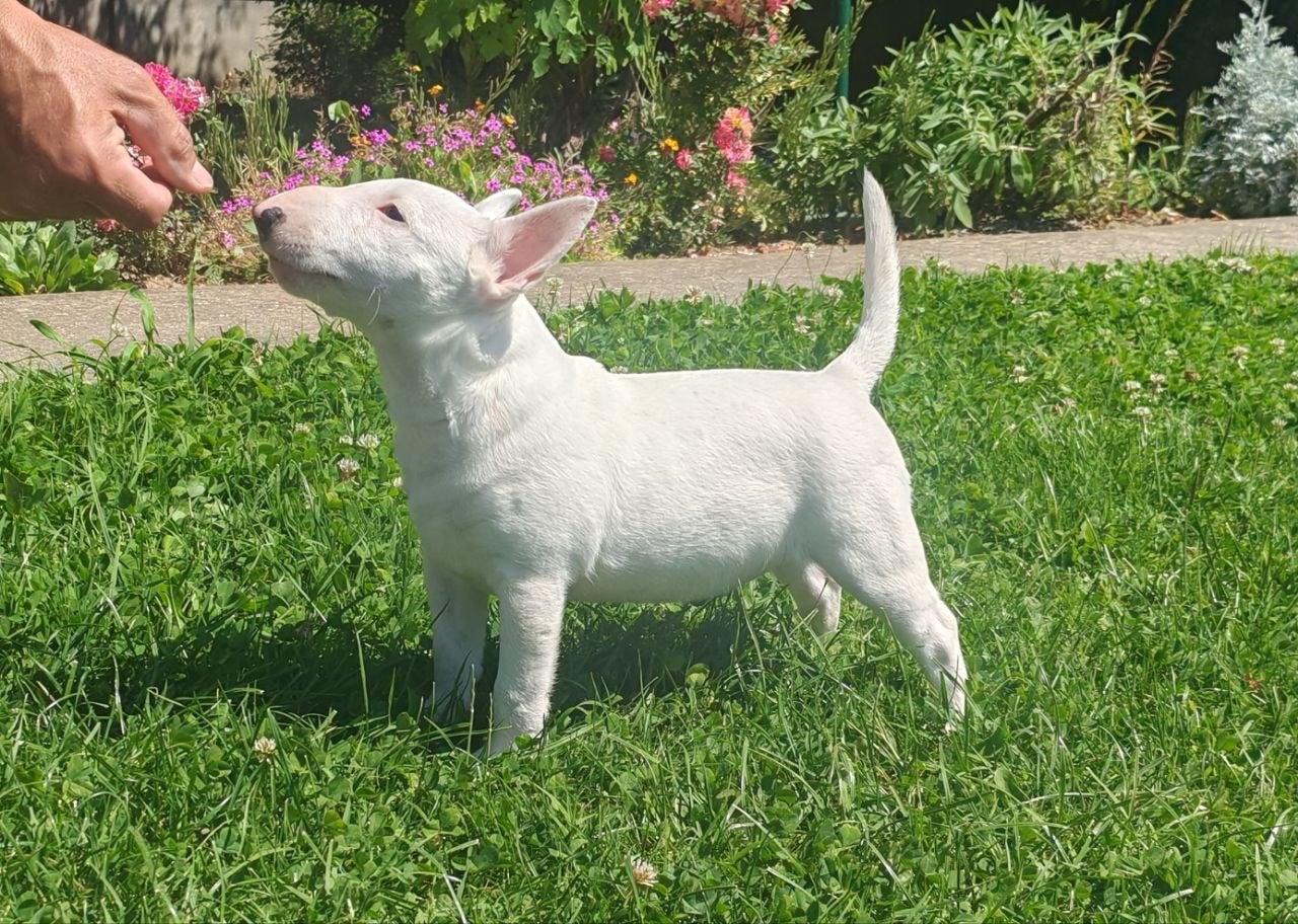 Miniatuur Bulterriër teefje, Dieren en Toebehoren, Bull Terriër, Particulier, 15 weken tot 1 jaar, Buitenland