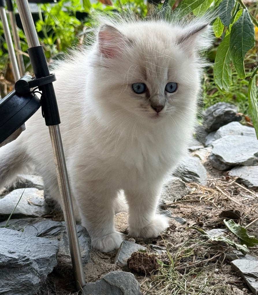Kitten, Dieren en Toebehoren, Meerdere dieren, 0 tot 2 jaar