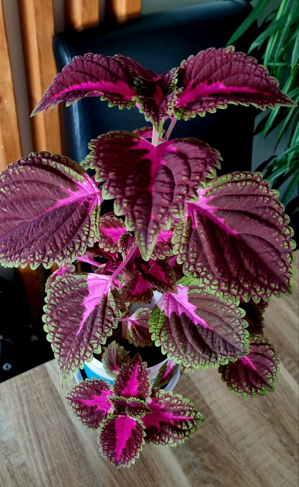 Siernetel Kamerplant - Kleurrijke Bladplant, Overige soorten, In pot, Minder dan 100 cm, Groene kamerplant