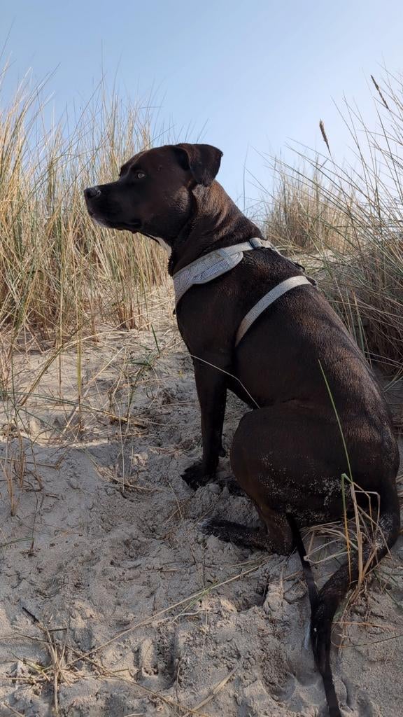 Amerikaanse Stafford kruising, Reu, Eén hond, Nederland, Particulier