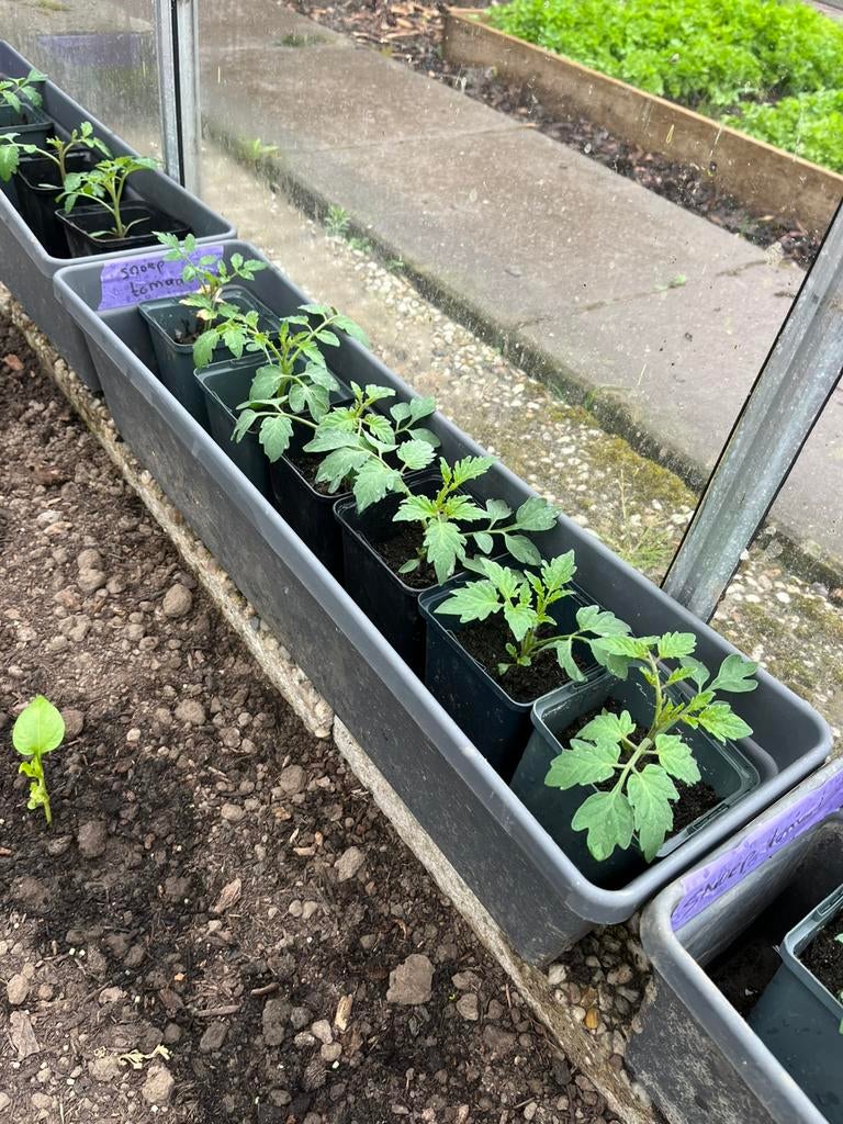 Snoeptomaat plantjes voor moestuin, Ophalen, Eenjarig, Groenteplanten, Volle zon