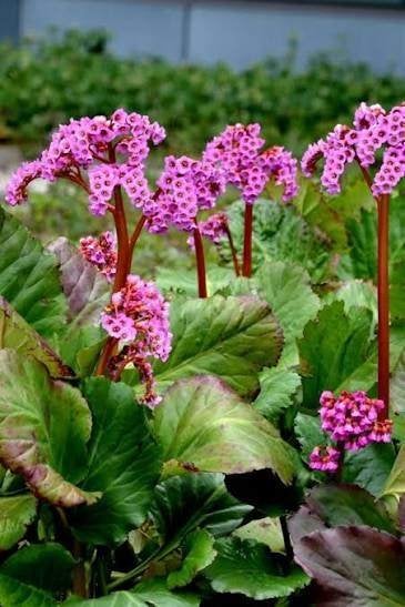 Mooie Bergenia cordifolia (Schoenlappersplant) in pot!, Ophalen, Overige soorten, Volle zon