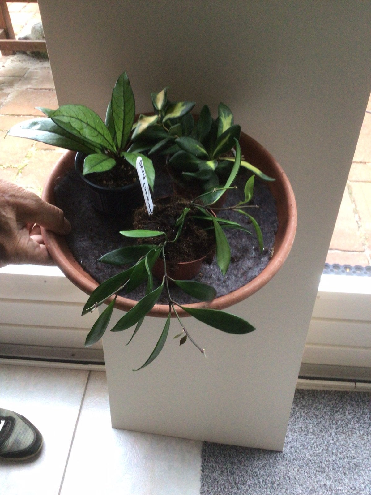 3 setjes met hoya planten voor € 20, per set., Huis en Inrichting, Ophalen of Verzenden, Halfschaduw, Minder dan 100 cm
