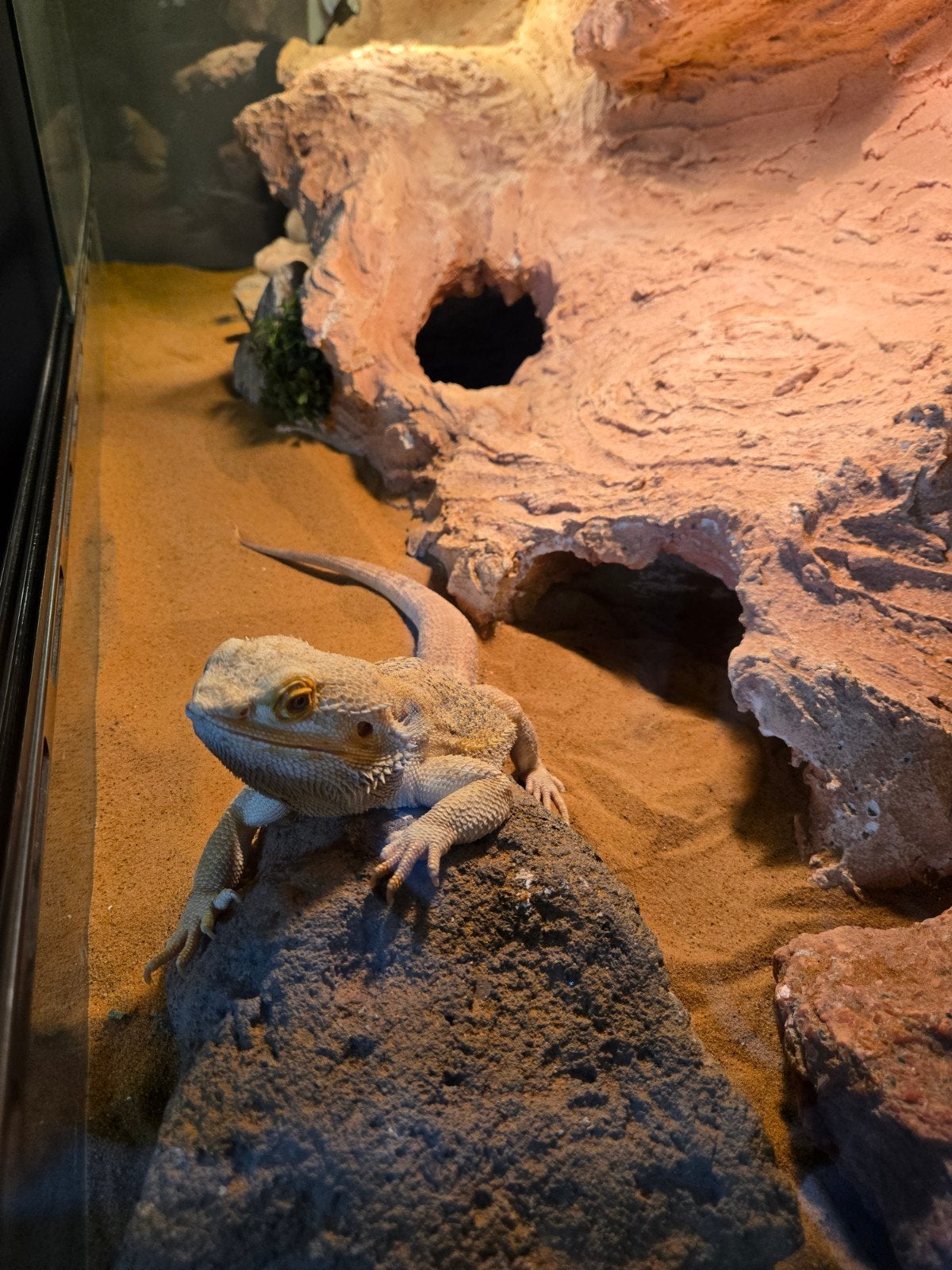 Baardagaam Man Met Terrarium En Terrariumkast Bearded Dragon - male for sale from Victor
