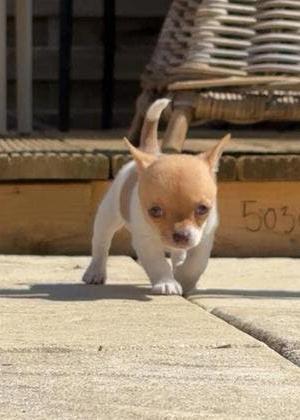 Chihuahua pups teefjes, Parvo, 8 tot 15 weken, Teef, Meerdere