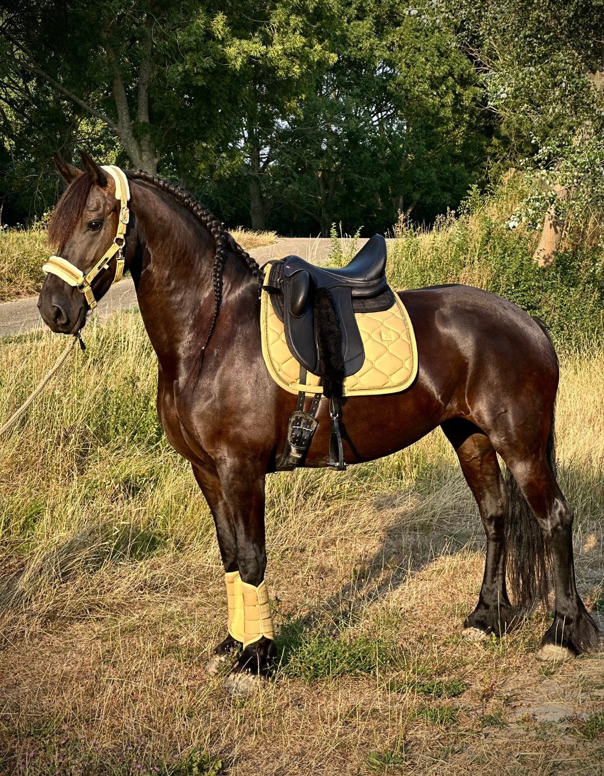 Te koop: Queen Alie – Friese stermerrie (m2456414416) — Paarden ...