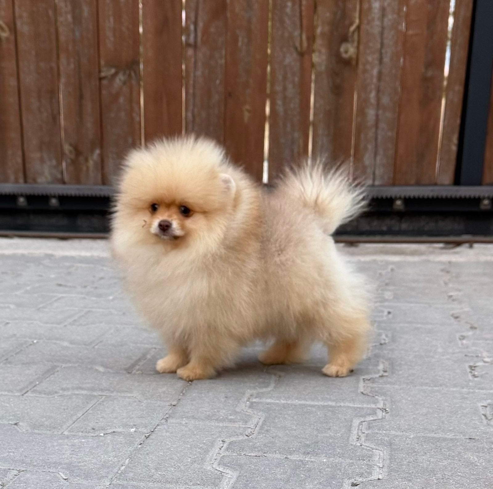 Pomeranian, Overige rassen, 8 tot 15 weken, Buitenland, Meerdere