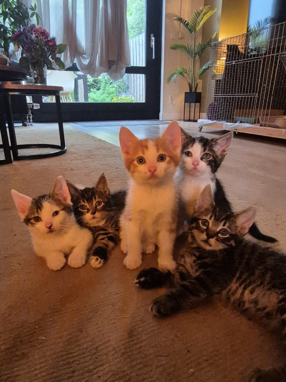 Leuke sociale kittens, Dieren en Toebehoren, Meerdere dieren