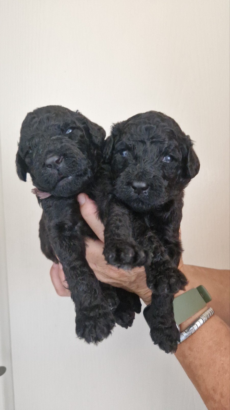 Labradoodle pups  puppies update, 8 tot 15 weken, Meerdere, Meerdere dieren, Middel