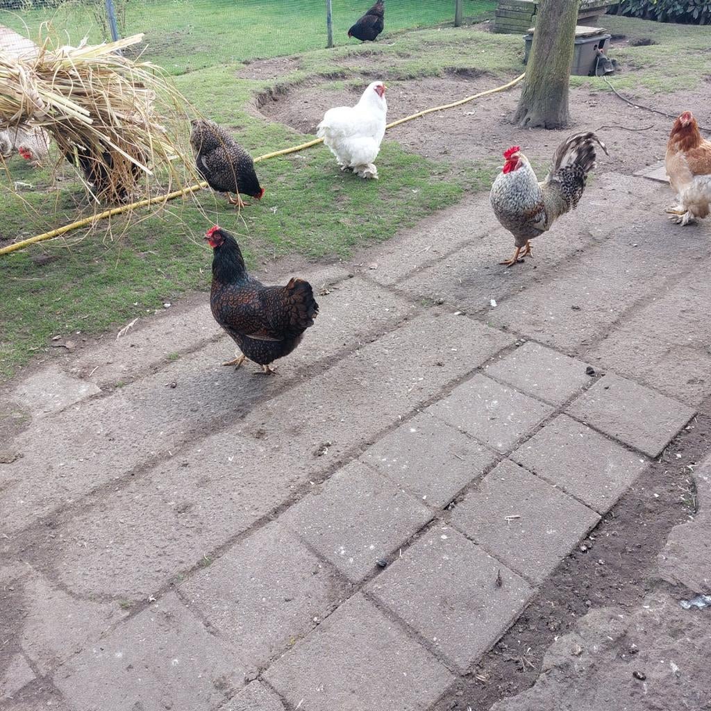 Barnevelders, Dieren en Toebehoren, Pluimvee, Vrouwelijk, Kip