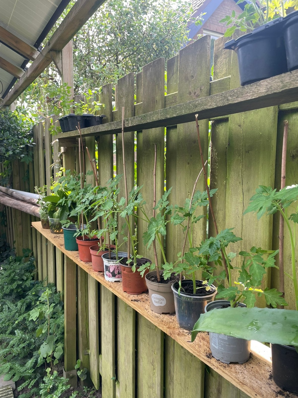 Tomatenplant - de lastdte 15 stuks, Tuin en Terras, Planten | Tuinplanten, Ophalen, Overige soorten, Volle zon