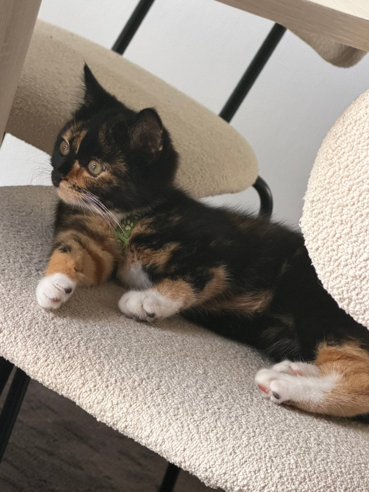 Britse Korthaar kitten (poes) te koop, Dieren en Toebehoren, Katten en Kittens | Overige Katten, Poes