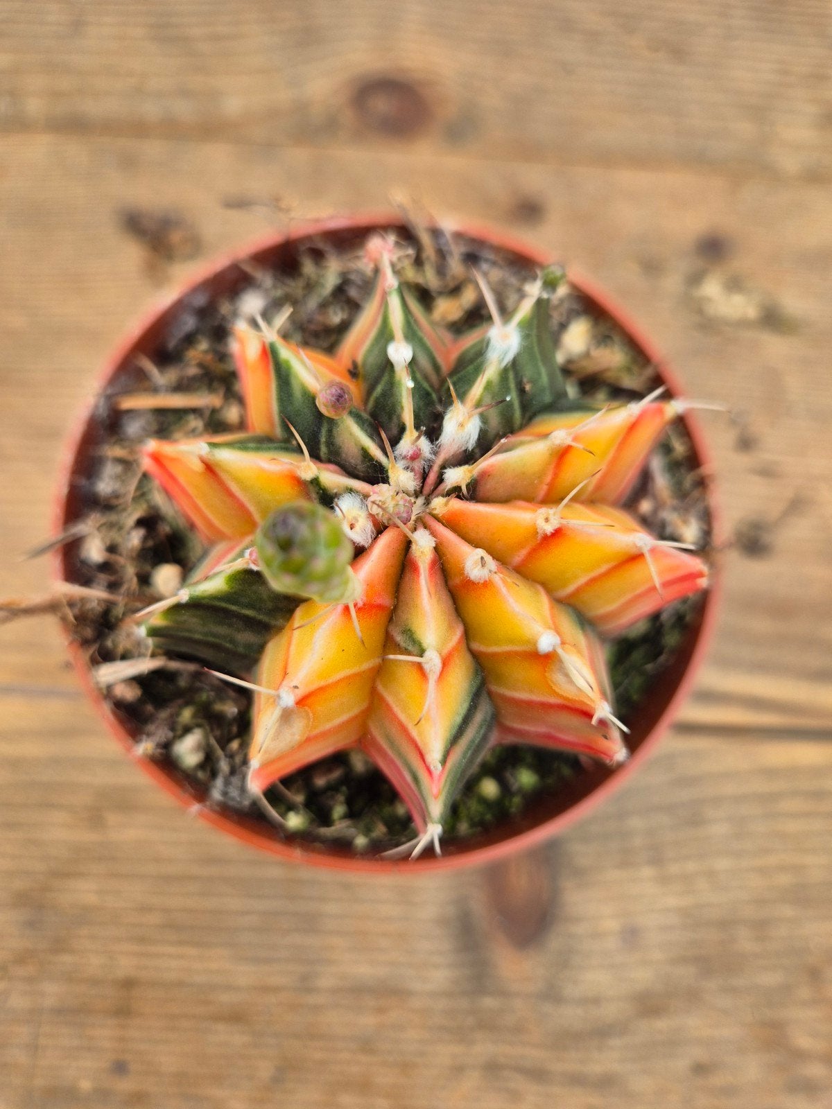 Cactus Gymnocalycium Mihanovichii p8 (5), Ophalen of Verzenden, Cactus, Volle zon, Minder dan 100 cm