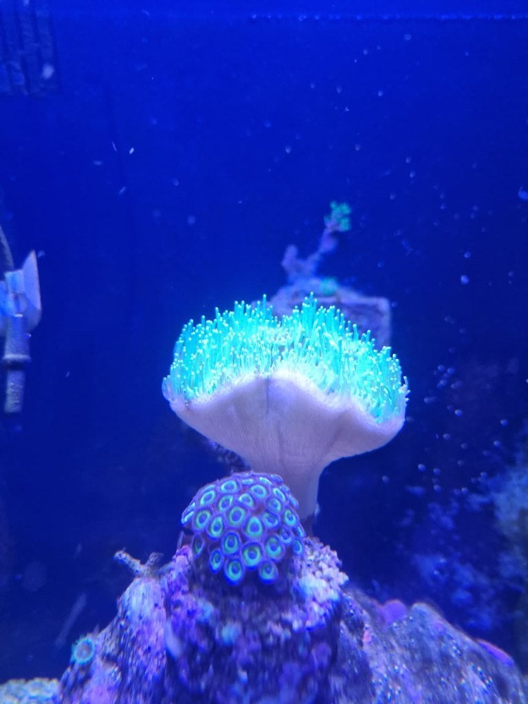 ZEE-AQUARIUM Compleet Blue Marine Reef 60 zeeaquarium, Dieren en Toebehoren, Ophalen, Gevuld zeewateraquarium, Gebruikt, Inclusief controller