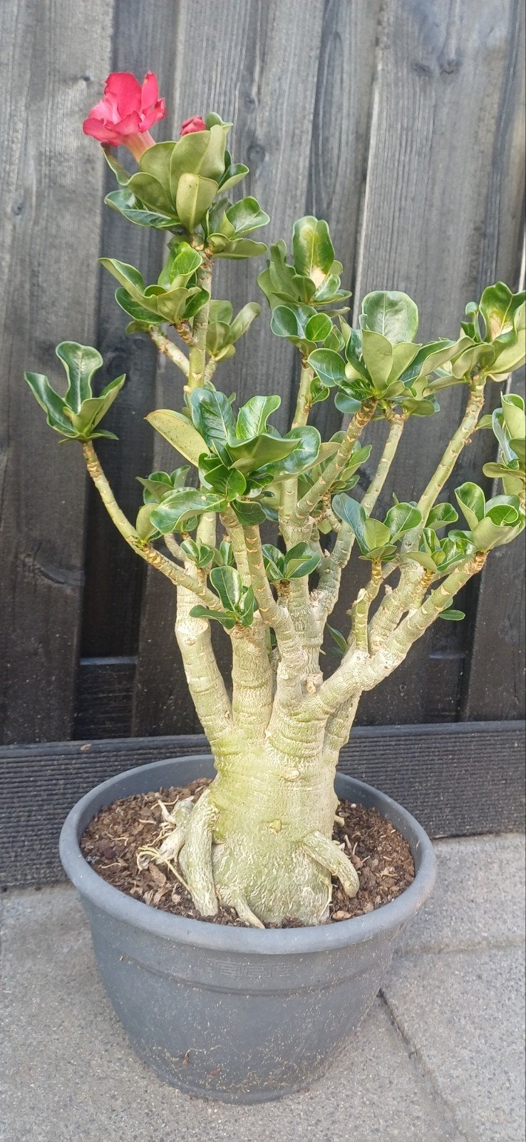 Prachtige Adenium Obesum - Woestijnroos met volle bloei, Overige soorten, Volle zon, Vaste plant, Ophalen of Verzenden