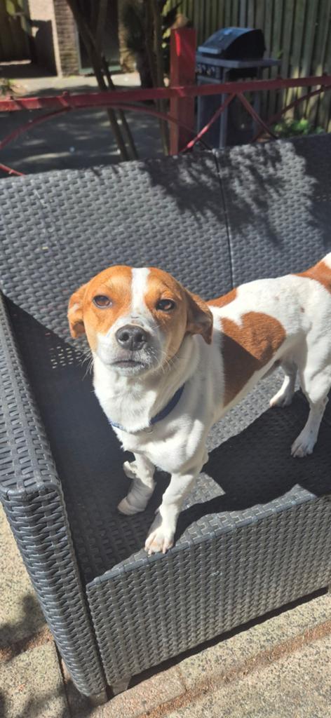 Jack Russell terrier, Jack Russell Terriër, Reu, 1 tot 2 jaar, Parvo