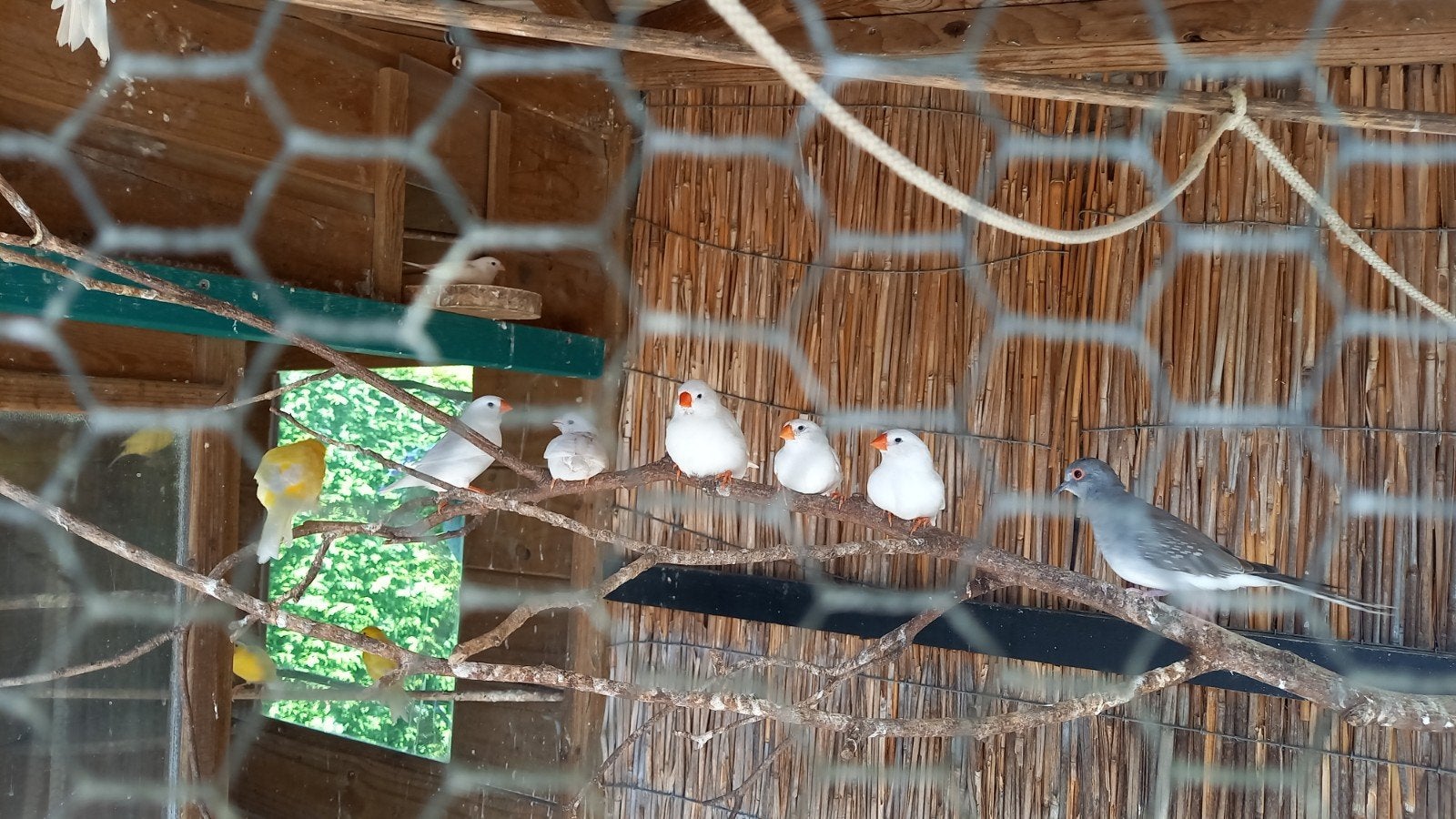 te koop witte zebravinken, Dieren en Toebehoren, Vogels | Overige Vogels, Meerdere dieren