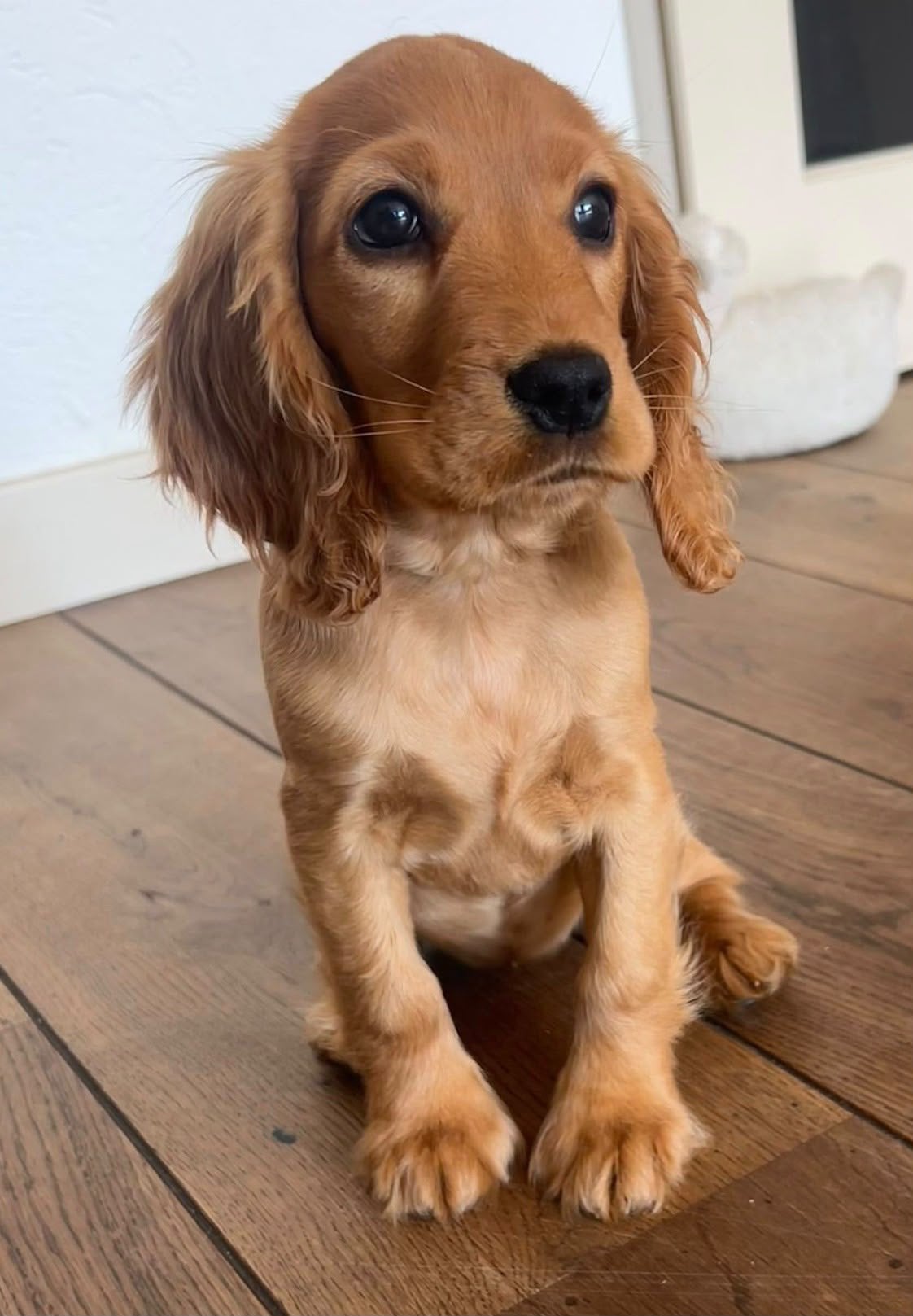 Huiskamernest Engelse cocker spaniel pups laatste 2 pups, Dieren en Toebehoren, 8 tot 15 weken, Meerdere, Meerdere dieren, Nederland