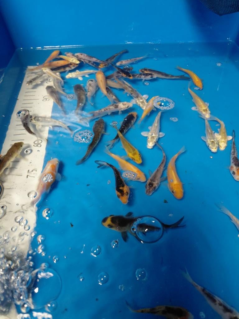 Jonge koi's  mix vissen, Karper of Koi