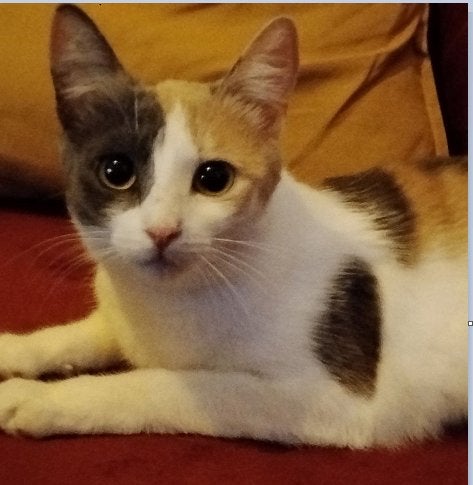 Twee  snoepjes van 10 maanden oud   zoeken een nieuw thuis., Poes, Kortharig, 0 tot 2 jaar