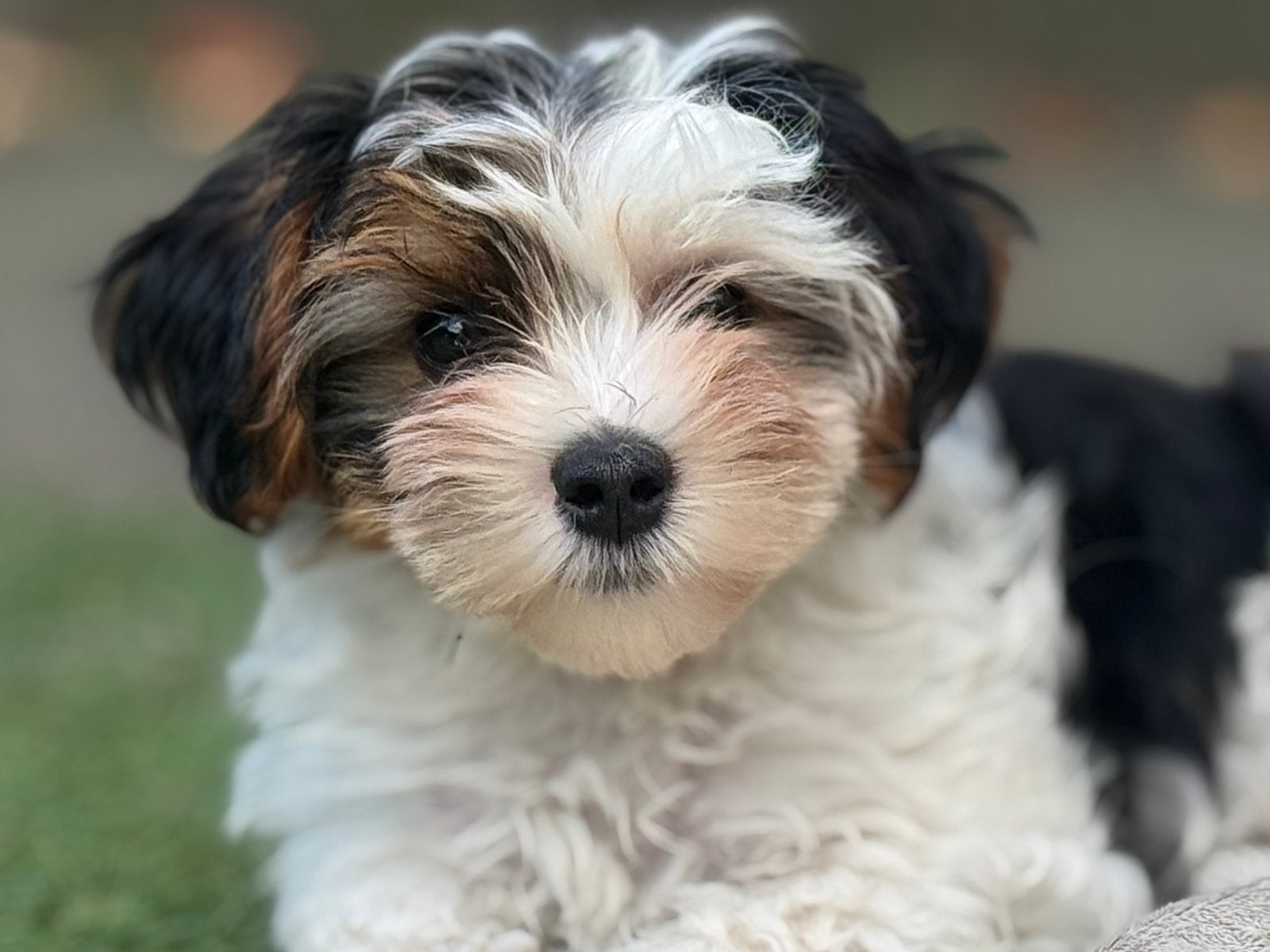 Superlieve biewer pup! (Niet verharend), Dieren en Toebehoren, Honden | Niet-rashonden, Parvo, Reu, 8 tot 15 weken, Eén hond
