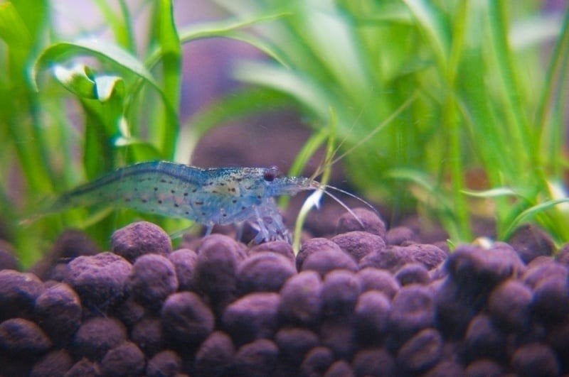 Gezocht  grote garnalen voor in aquirum, Kreeft, Krab of Garnaal
