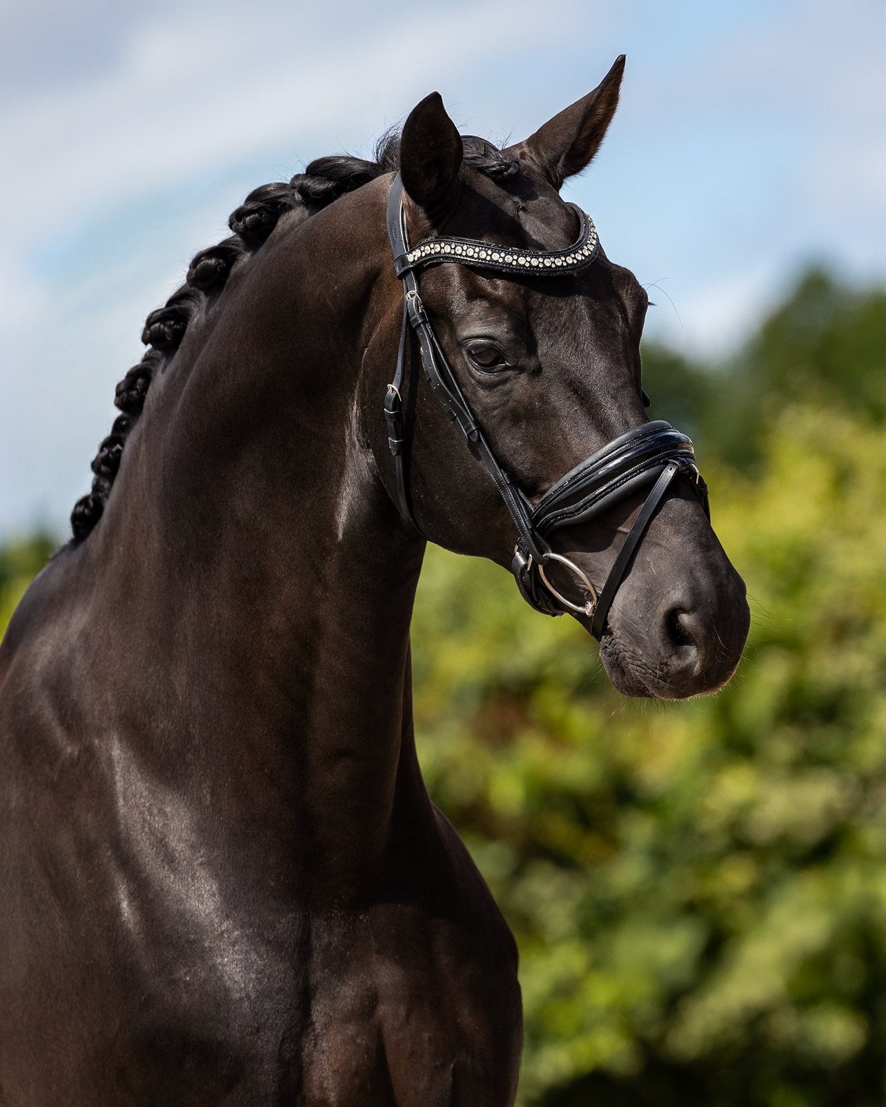 Diverse dressuurpaarden te koop ivm overstap naar reining, Dieren en Toebehoren, Paarden, Merrie, Dressuurpaard, 0 tot 2 jaar
