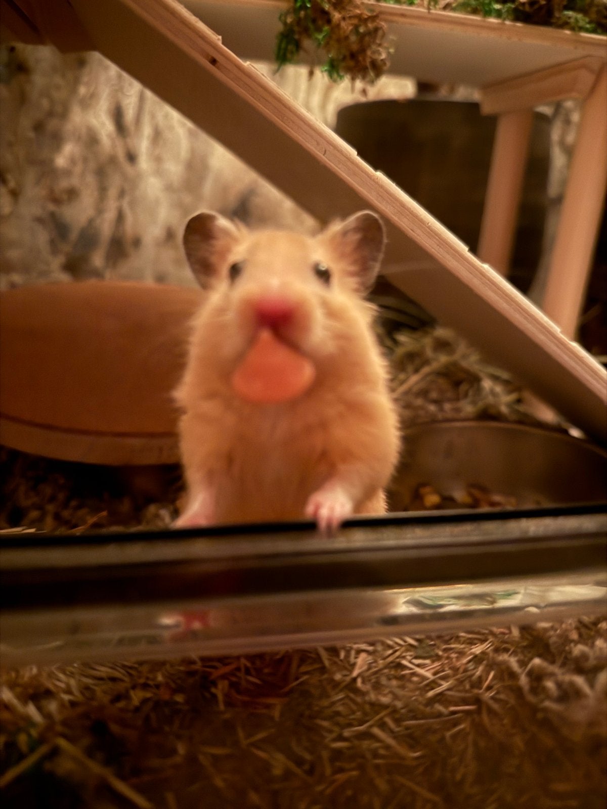 Hamster incl benodigdheden, Hamster, Augustus, Mannelijk, Tam