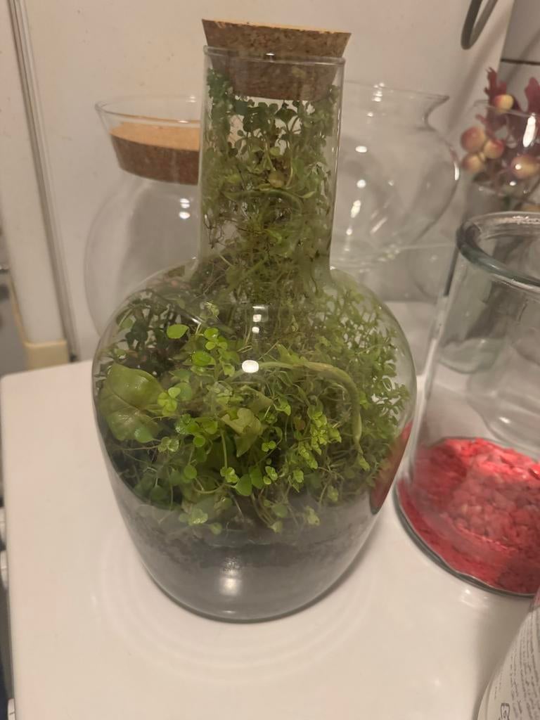 Planten in glazen pot - Terrarium, Ophalen, Overige soorten, Halfschaduw, In pot