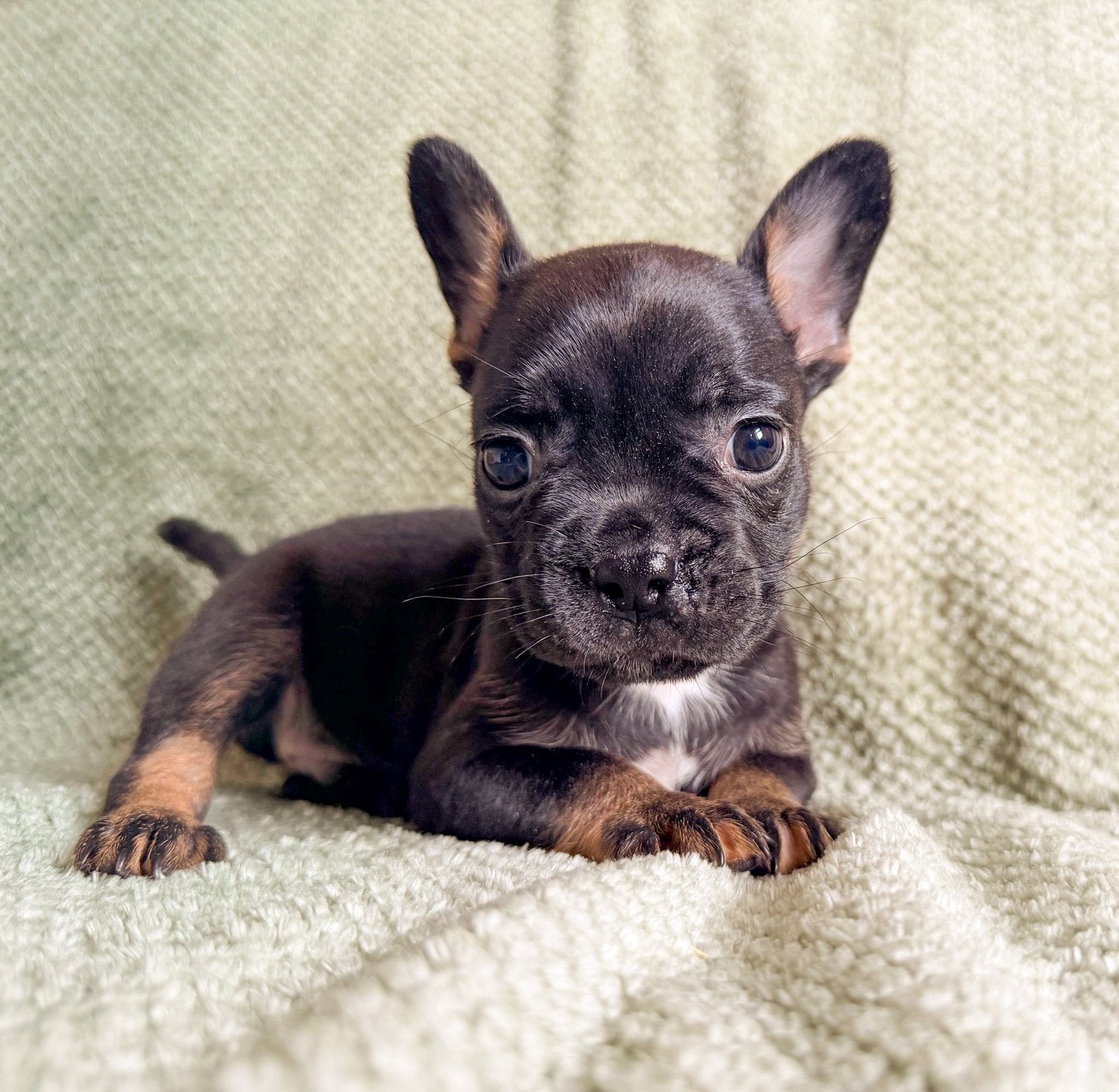 Franse bulldog pups, Dieren en Toebehoren, Parvo, 8 tot 15 weken, Bulldog, Meerdere